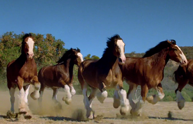 Budweiser Clydesdale Play Football